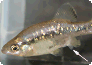 Andropodium bei Ameca splendens