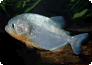 Für Piranhas sind Artaquarien empfehlenswert