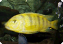 Die im Malawisee lebenden Cichliden sind agame Maulbrüter. Pseudotropheus lombardoi